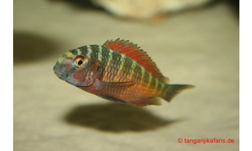 Tropheus Moorii Moliro